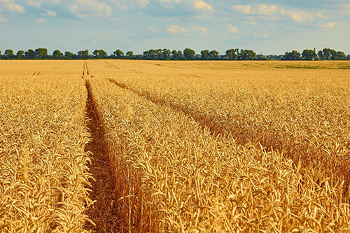Reclaimed land at Samsons Farms